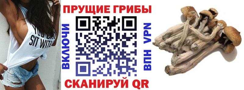 Галлюциногенные грибы мухоморы  Курлово 